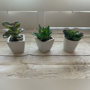 Potted Succulent Plants Set of 3